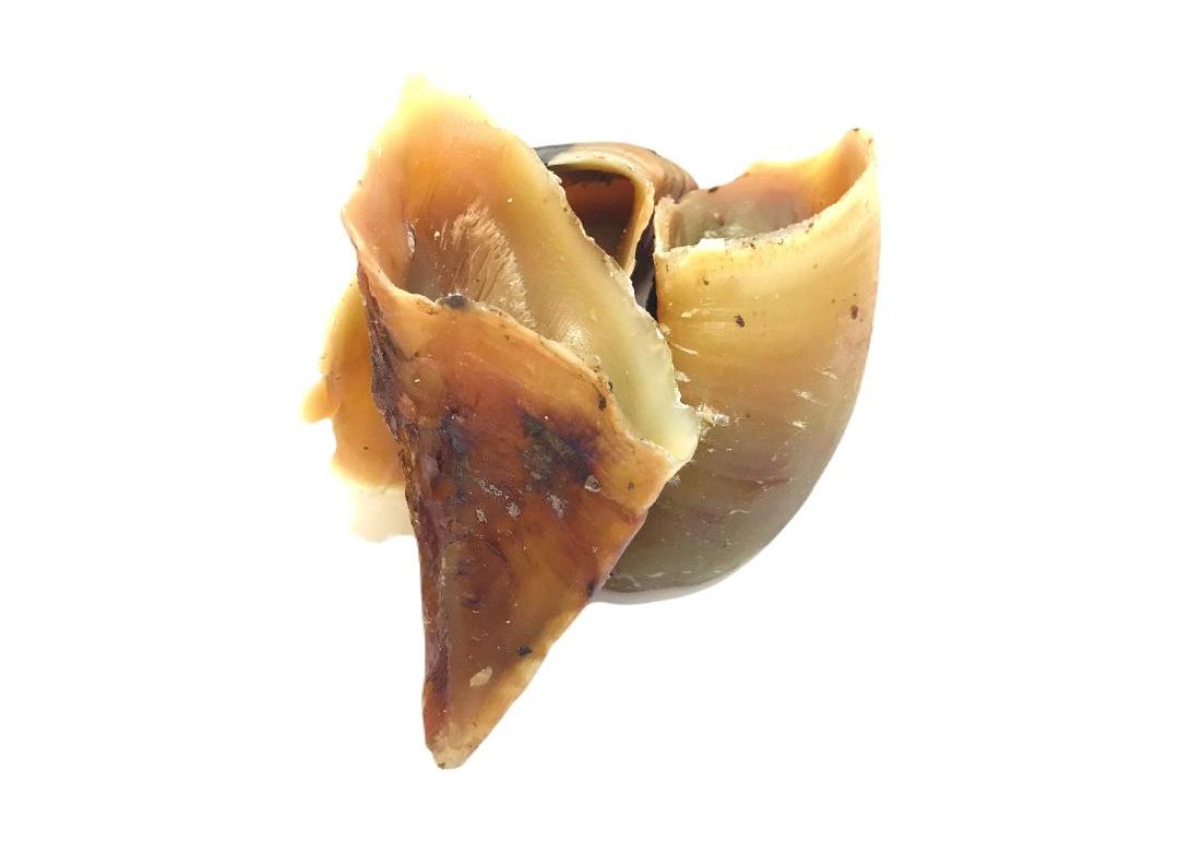 Calf Hoof, Empty