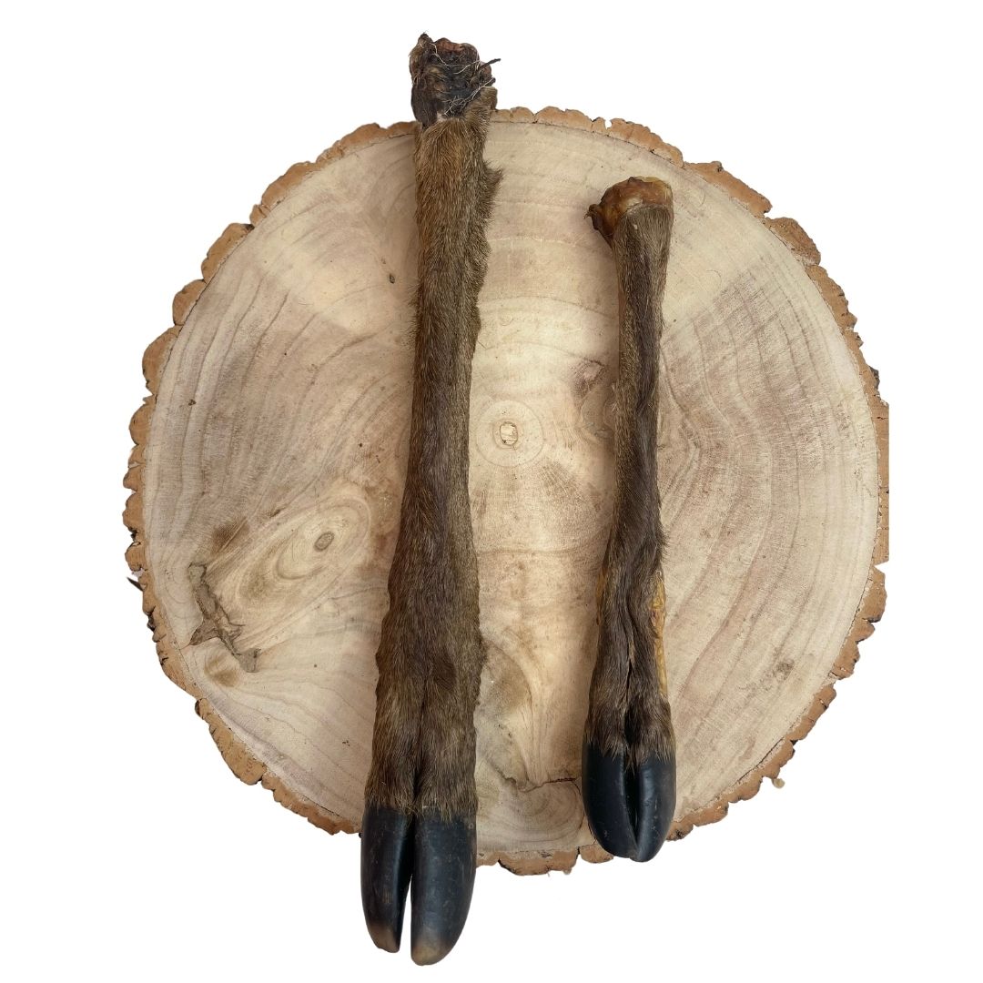 Deer Leg, Fallow