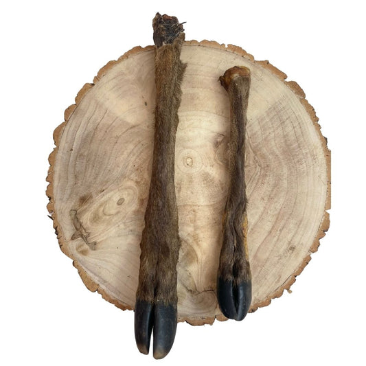 Deer Leg, Fallow